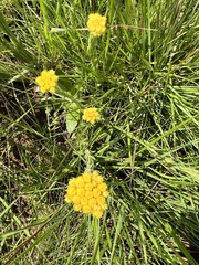 Helichrysum subluteum