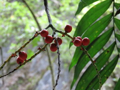 Chamaedorea microspadix