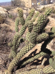 Cylindropuntia wolfii