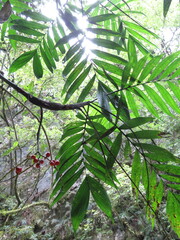 Chamaedorea microspadix