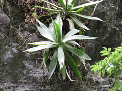 Agave mitis