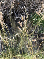 Silene douglasii