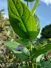 Thunbergia natalensis