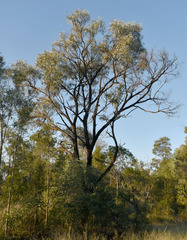 Acacia harpophylla