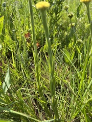 Helichrysum subluteum