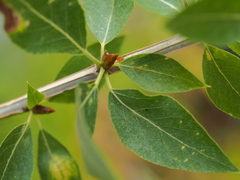 Populus laurifolia
