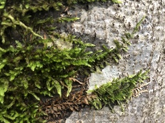 Homalothecium sericeum
