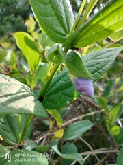 Thunbergia natalensis
