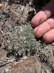 Astragalus calycosus
