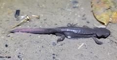 Cynops pyrrhogaster
