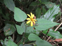 Hymenostephium cordatum