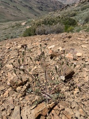 Chaenactis douglasii