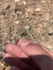 Chaenactis douglasii