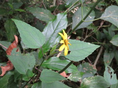 Hymenostephium cordatum