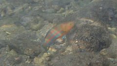 Thalassoma trilobatum