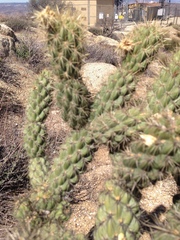 Cylindropuntia wolfii