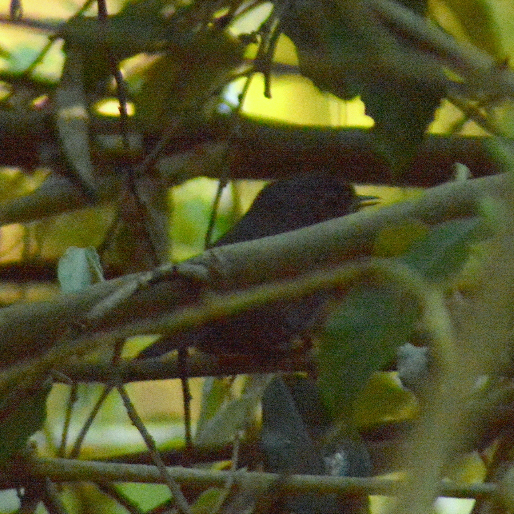 Mouse-coloured Tapaculo illustration