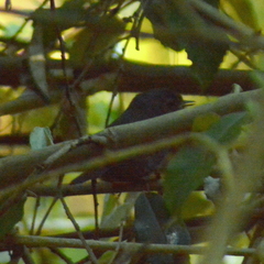 Scytalopus speluncae