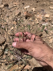 Chaenactis douglasii