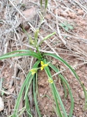 Hypoxis angustifolia