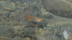 Thalassoma trilobatum
