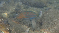 Thalassoma trilobatum