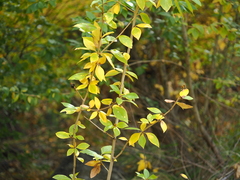 Populus laurifolia