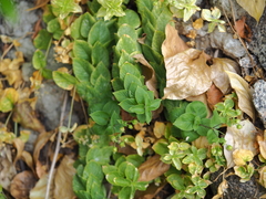Stellaria bungeana