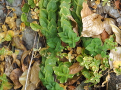 Stellaria bungeana