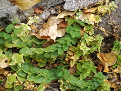 Stellaria bungeana