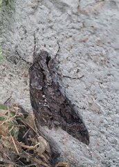 Agrius cingulata