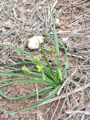 Hypoxis angustifolia
