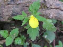 Calceolaria tripartita
