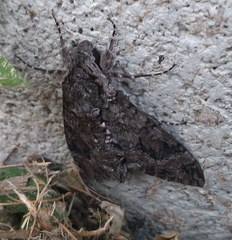 Agrius cingulata