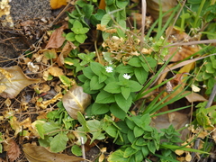 Stellaria bungeana