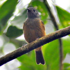 Mionectes rufiventris