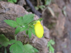 Calceolaria tripartita