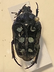 Euglypta