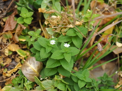 Stellaria bungeana