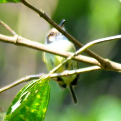 Myiornis auricularis