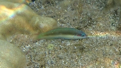 Thalassoma genivittatum