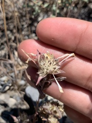 Collomia grandiflora