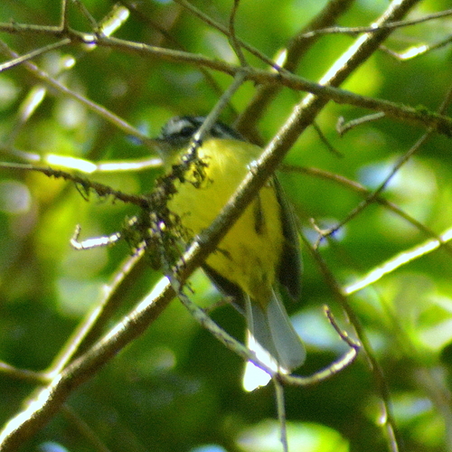 Southern Bristle-Tyrant (Pogonotriccus eximius)