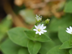 Stellaria bungeana