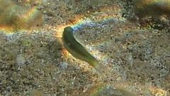 Thalassoma genivittatum