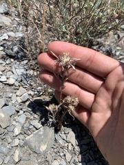 Collomia grandiflora