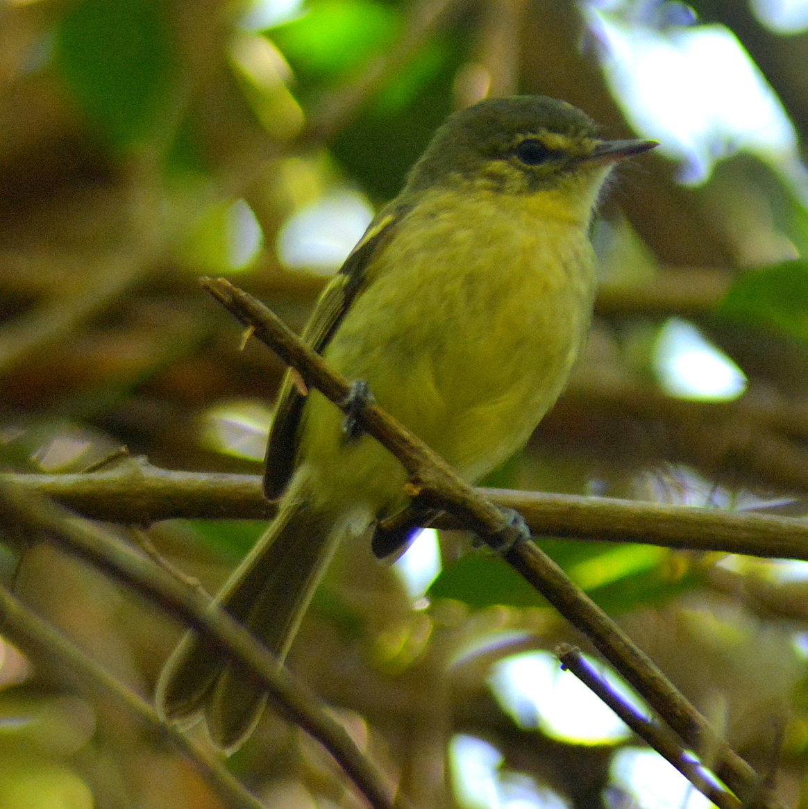 Restinga Tyrannulet (Phylloscartes kronei), photo 6