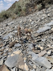 Collomia grandiflora