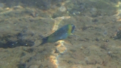 Thalassoma genivittatum