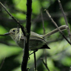 Phylloscartes oustaleti